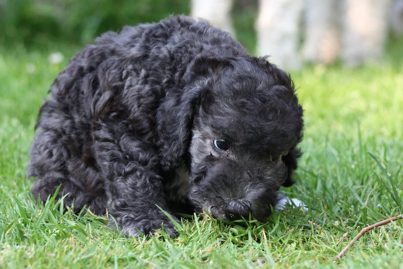 Arc-en-ciel Antares 2009-06-30 (12).JPG